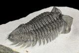Coltraneia Trilobite Fossil - Huge Faceted Eyes #125232-4